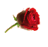 rosefrei2